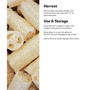 Burpee Ornamental Luffa Gourd Seeds 25 seeds