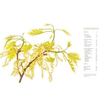 Discover Extraordinary Tree Secrets | Seeing Trees Book