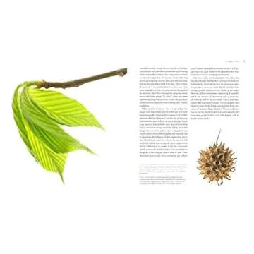 Discover Extraordinary Tree Secrets | Seeing Trees Book