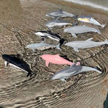 Safari Ltd. Dolphin TOOB - 10 Miniature Dolphin Figurines - Educational Toy Set for Boys, Girls and ...