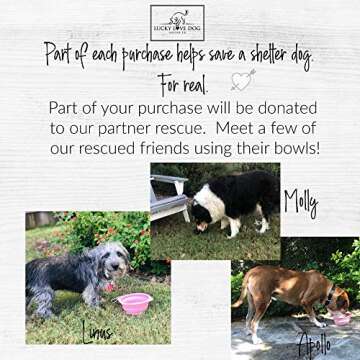 Lucky Love Dog Travel Dog Bowl, Collapsible Compact Water Dog Dish, Rose