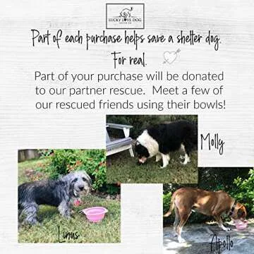 Lucky Love Dog Travel Dog Bowl, Collapsible Compact Water Dog Dish, Rose