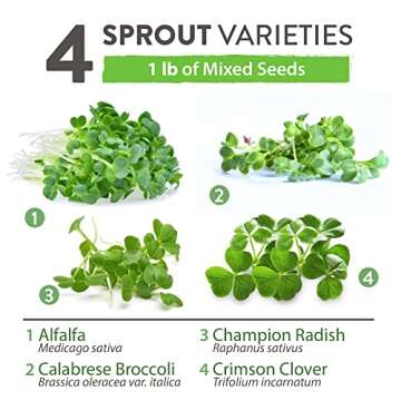 HOME GROWN Microgreens and Sprouts Salad Seeds Mix (16oz) Broccoli, Alfalfa, Radish, Clover Seeds - ...
