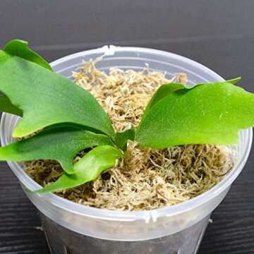 Caverythfit Long Fiber Sphagnum Moss for Planet Enthusiasts