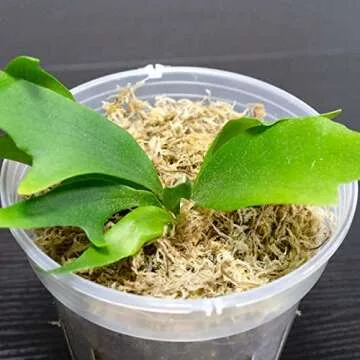 Caverythfit Long Fiber Sphagnum Moss for Planet Enthusiasts