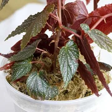 Caverythfit Long Fiber Sphagnum Moss for Planet Enthusiasts