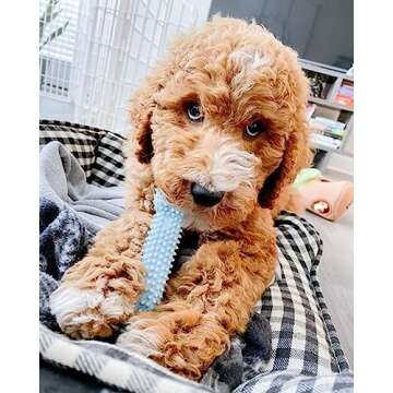 Nylabone Puppy Chew Toys & Natural Treat Triple Pack, Blue, Chicken & Bacon Flavor, Small - Up to 25 Ibs, 3 Pack