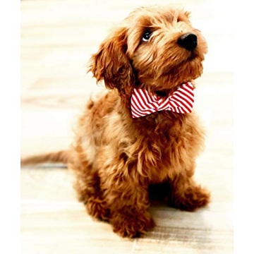 Lionet Paws Adjustable Christmas Dog Collar with Bowtie