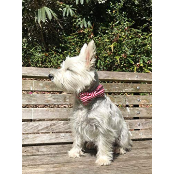 Lionet Paws Adjustable Christmas Dog Collar with Bowtie