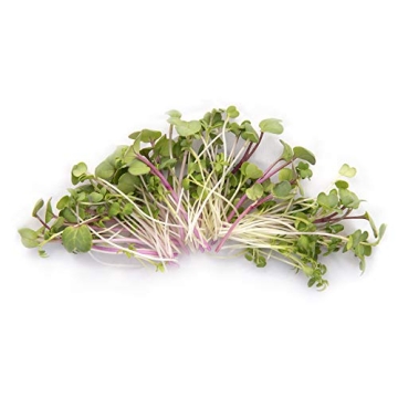 Super Spicy Microgreens Seed Mix for Flavorful Gardening