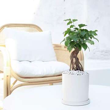 EtooCafe Planters for Indoor Plants Ceramic Flower Succulent Plant Pots with Drain Hole Saucer Decor for Home Office (4 inch White)