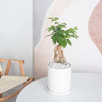 EtooCafe Planters for Indoor Plants Ceramic Flower Succulent Plant Pots with Drain Hole Saucer Decor for Home Office (4 inch White)