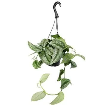 Silver Satin Pothos Plant – Stunning Hanging Basket with Air-Purifying Benefits