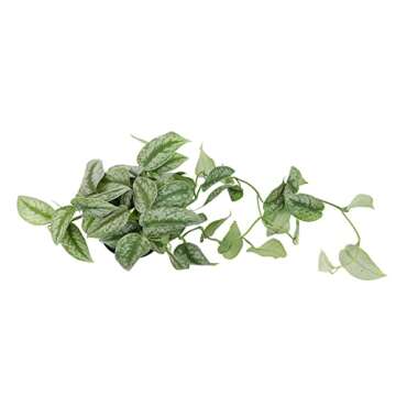 Silver Satin Pothos Plant - Air-Purifying Indoor Decor