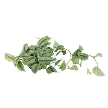 Silver Satin Pothos Plant - Air-Purifying Indoor Decor