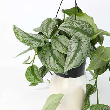 Silver Satin Pothos Plant - Air-Purifying Indoor Decor