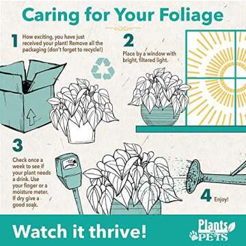 Silver Satin Pothos Plant - Air-Purifying Indoor Decor