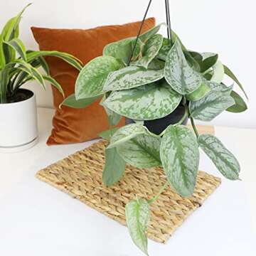 Silver Satin Pothos Plant - Air-Purifying Indoor Decor