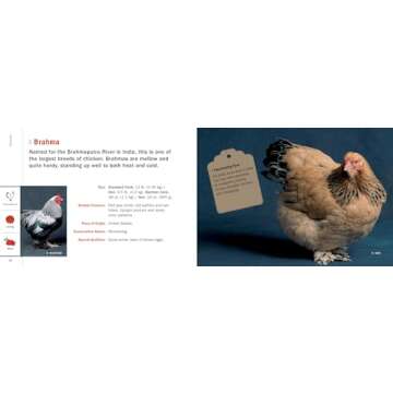 Poultry Breeds Pocket Guide: Essential 104 Breeds