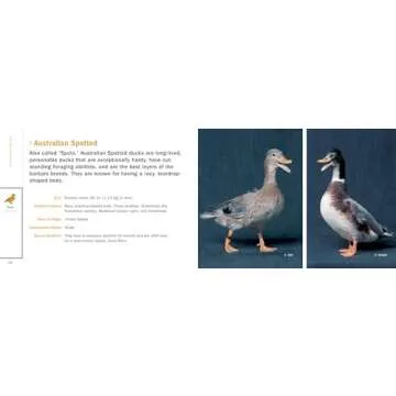 Poultry Breeds Pocket Guide: Essential 104 Breeds
