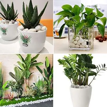 SHIZWU 5LB Polished White River Rocks for Plants,1-2 Inch Polished Pebbles for Garden Decoration Stones for Landscaping Aquarium Fish Tank Succulents