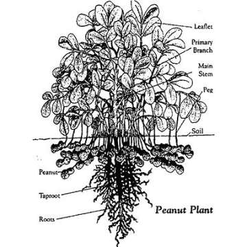 FERIDIES Redskin Virginia Peanuts, 9 Ounce Cans