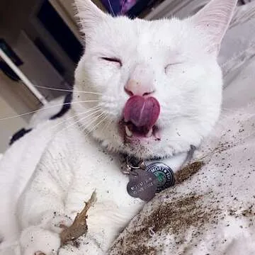 Meowijuana | King Size Catnip Joints | Organic | Dried Premium Ground Catnip | High Potency | Grown in North America | Feline and Cat Lover Approved