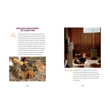 How to Speak Chicken Communication Guide