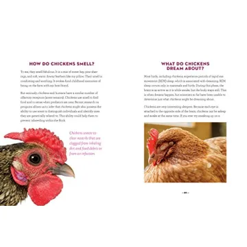 How to Speak Chicken Communication Guide
