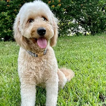 Personalized Dog Collar Customized for Stylish Pets