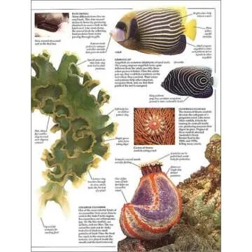 Eyewitness: Ocean - An Interactive Marine Life Adventure Book