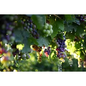 Nikon NIKKOR Z 40mm f/2 | Large aperture 40mm prime lens for Z series mirrorless cameras | Nikon USA...