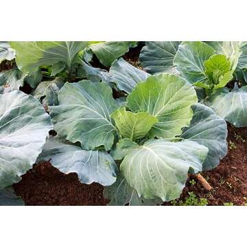 Morris Heading Collard Greens Seeds - 1000+ Heirloom Seeds Per Packet, (Isla's Garden Seeds), Non GMO Seeds, Botanical Name; Brassica oleracea, Bountiful Home Garden Harvests