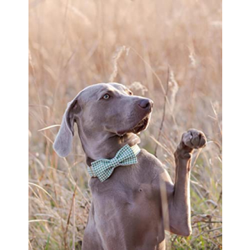 Stylish Adjustable Bowtie Dog Collar for Small Pets