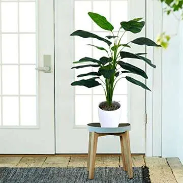 Ella and Lulu Bird of Paradise Foliage Floor Plant Greenery, 36-in, Green