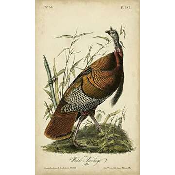 ArtDirect Audubon Wild Turkey 12x20 Large Unframed Art Print Poster Ready for Framing by Audubon, Jo...