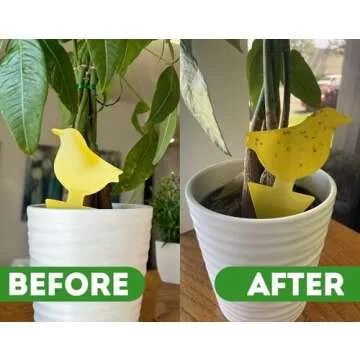 Kate's Home & Garden Plant Spray for Insects & Getting Rid of Gnats with 12 Sticky Traps. Fungus Gnat Killer & Bug Spray for Indoor Plants (16oz, Pet Safe, Non Toxic)