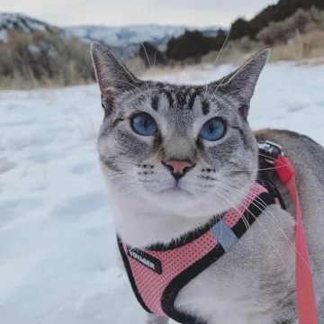 Voyager Step-In Air Dog Harness - All Weather Safety