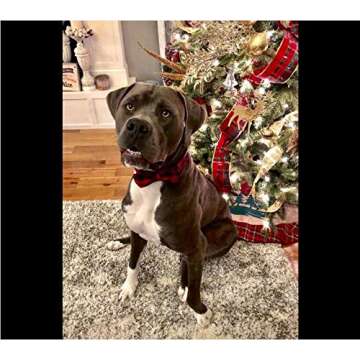 Unique Style Paws Pet Soft &Comfy Bowtie Dog Collar and Cat Collar Pet Gift for Dogs and Cats 6 Size and 7 Patterns