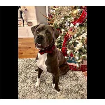 Unique Style Paws Pet Soft &Comfy Bowtie Dog Collar and Cat Collar Pet Gift for Dogs and Cats 6 Size and 7 Patterns