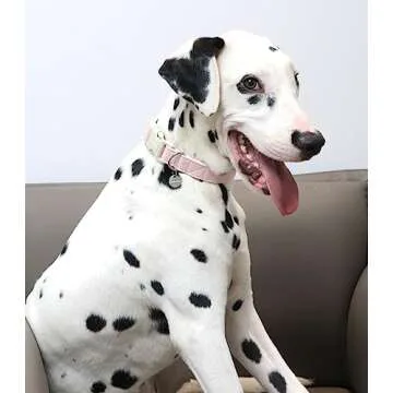 Durable DOGWONG Cotton Hemp Dog Collar in Vibrant Colors