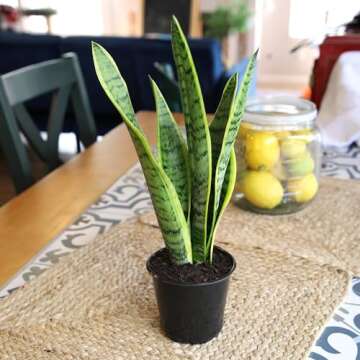 Live Snake Plant Sansevieria Laurentii Thriving Indoor Plant