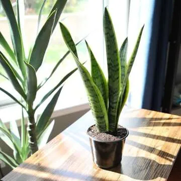 Live Snake Plant Sansevieria Laurentii Thriving Indoor Plant