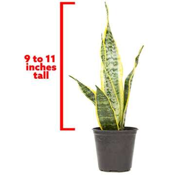 Live Snake Plant Sansevieria Laurentii Thriving Indoor Plant