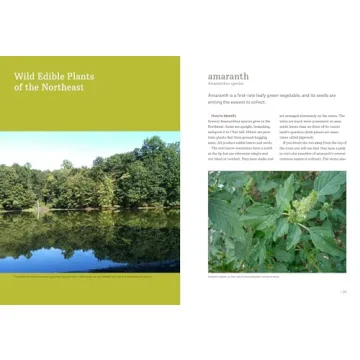Northeast Foraging Guide for Edible Wild Plants