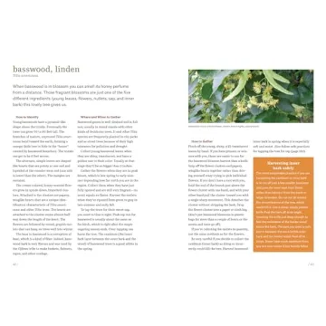 Northeast Foraging Guide for Edible Wild Plants