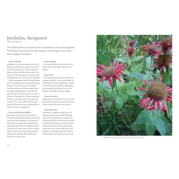 Northeast Foraging Guide for Edible Wild Plants