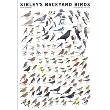 Stunning Sibley's Laminated Bird ID Poster for Nature Lovers