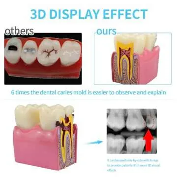 Realistic Dental Anatomy Model for Learning