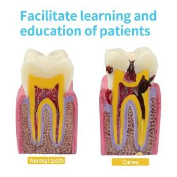 Realistic Dental Anatomy Model for Learning